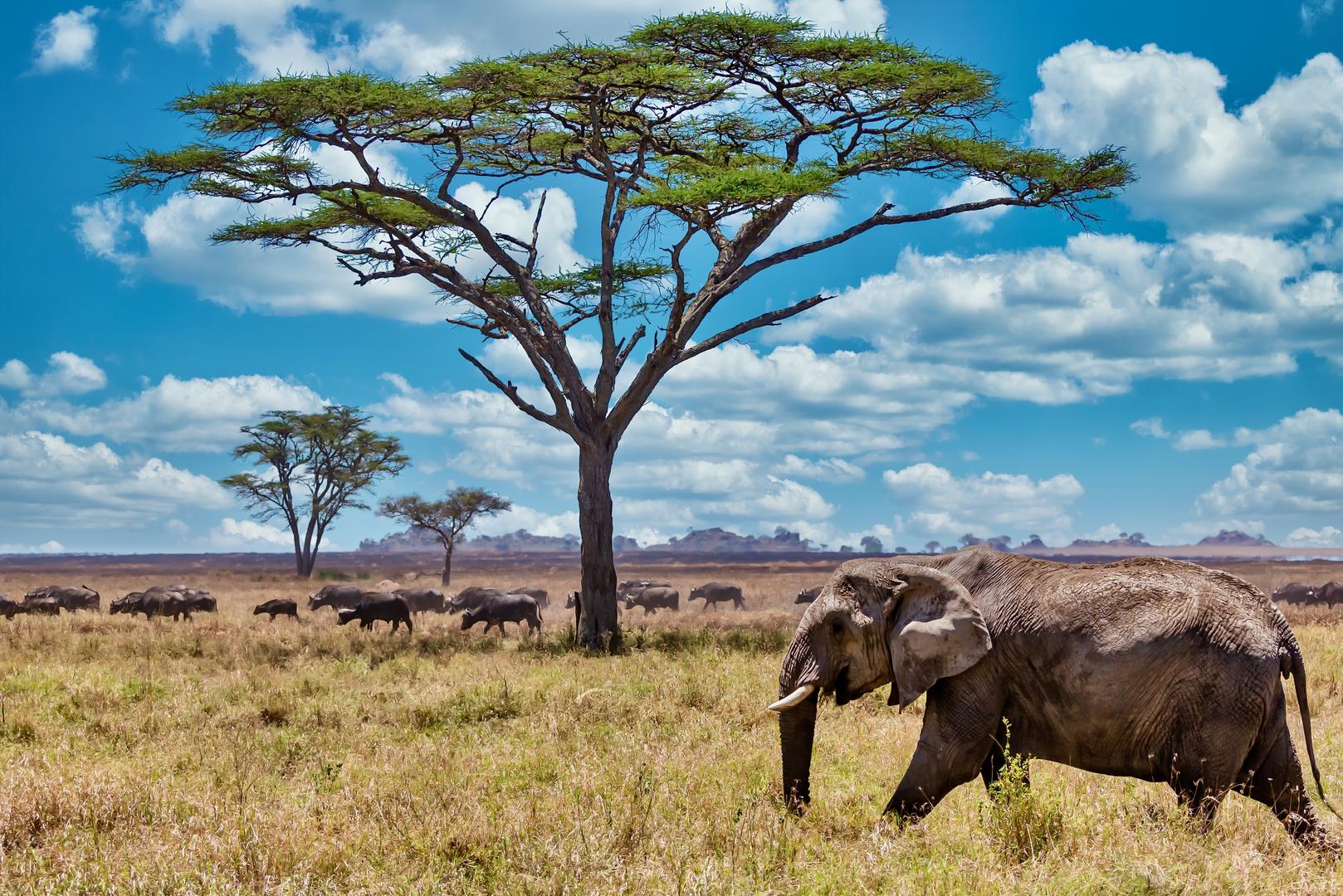 South Luangwa Wildlife